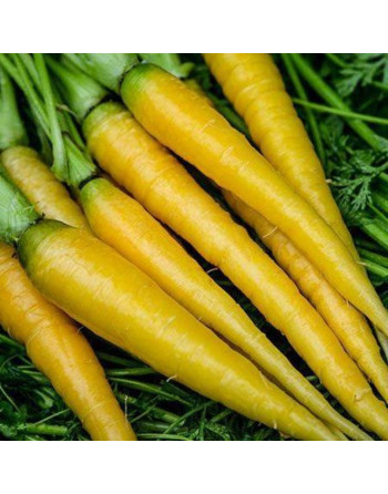 Carottes jaunes botte (500g)