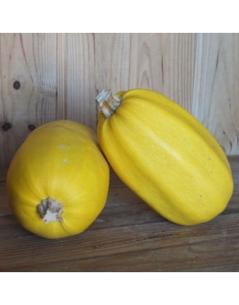 Courge Spaghetti (la pièce)