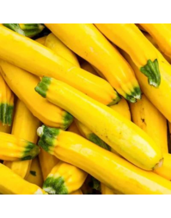 Courgette jaune (le kg)