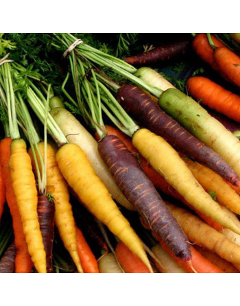Carottes couleurs botte (500g)