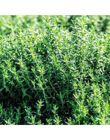 Thym (60g)