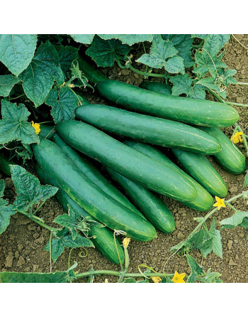 Concombre (la pièce)