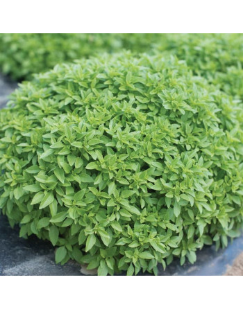 Basilic nain (le bouquet)