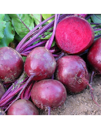 Betteraves rouges botte (500g)