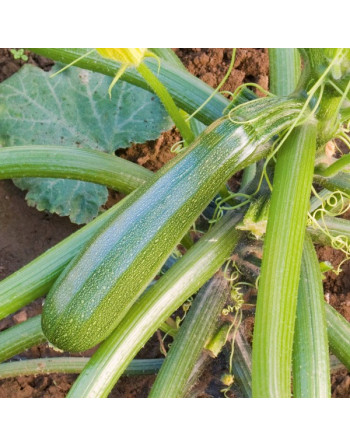 Courgette verte (le kg)