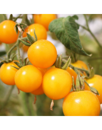 Tomates cerises jaunes (500g)