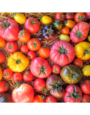 Tomates anciennes (le kg)