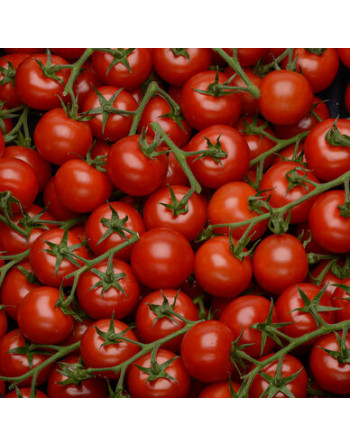 Tomates cerises (500g)