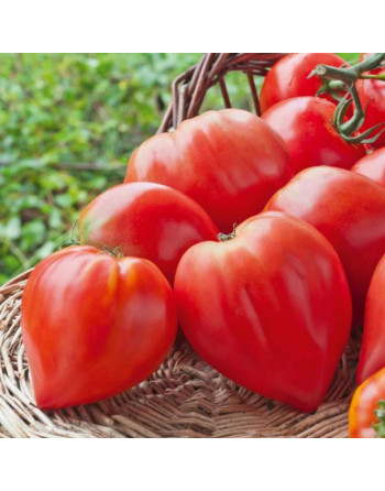 Tomates Cœur de bœuf (le kg)