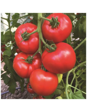 Tomates rondes (le kg)