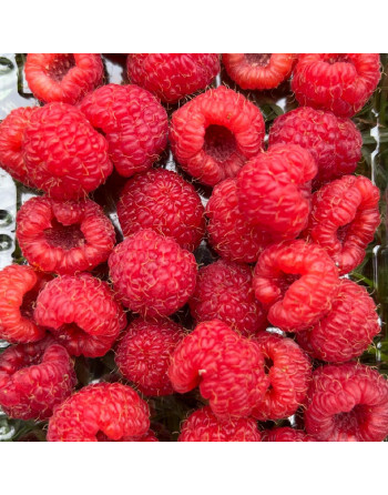 Framboise (250g)