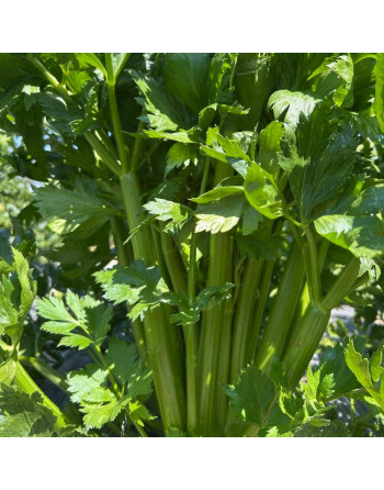 Céleri branche (500g)