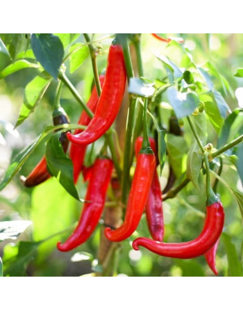 Piment rouge (la pièce)