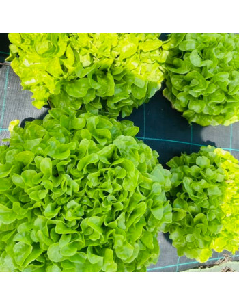 Feuille de chêne verte (la...