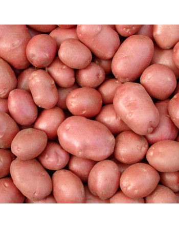 Pomme de Terre rouge (le kg)