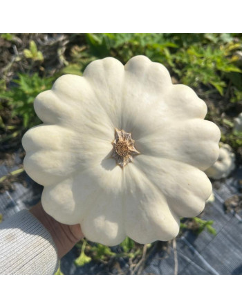 Pâtisson (la pièce)