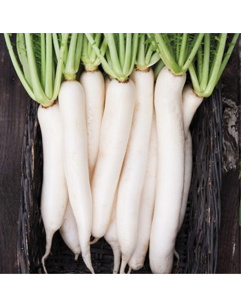 Radis blanc Daïkon (la pièce)