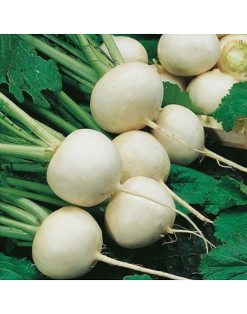 Navet blanc botte (500g)