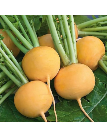 Navet jaune botte (500g)