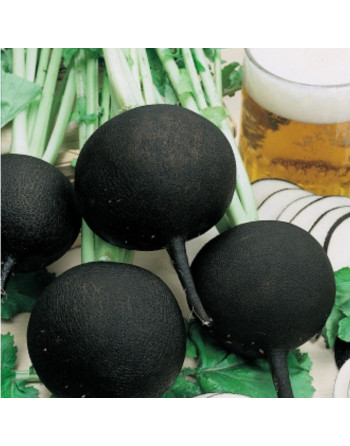 Radis noir rond (la pièce)