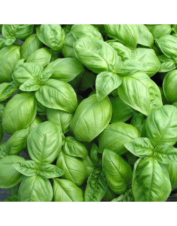 Basilic (le bouquet)