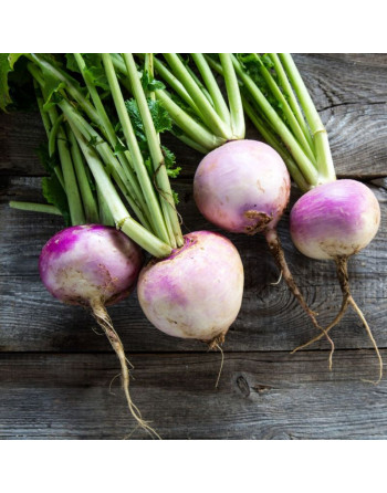 Navet botte (500g)