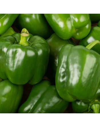 Poivron Vert (500g)
