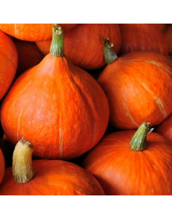 Potimarron (la pièce)