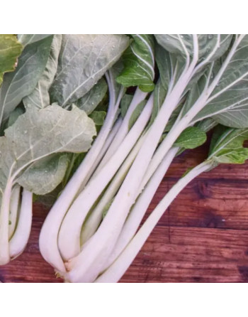 Chou chinois Pak choï (la...