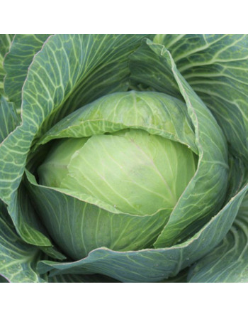 Chou blanc (la pièce)