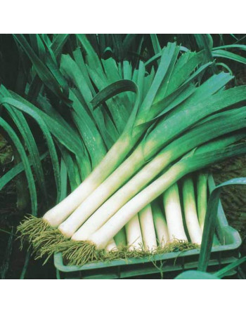 Poireaux (le kg)