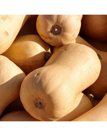 Butternut (la pièce)