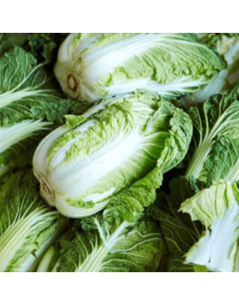 Chou chinois Pé Tsaï (la...