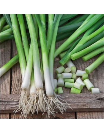 Oignons cebette botte (100g)