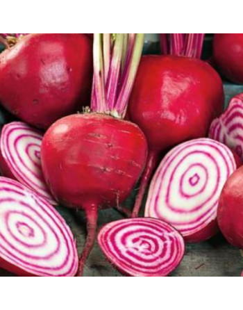 Betteraves Chioggia (le kg)