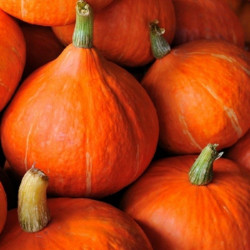 Potiron vert kabocha (2.5kg...